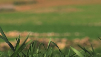 البسطاء الأشداء - أمودو