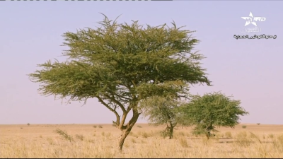 Kounouz mina sahrae 20-01-2023 - كنوز من الصحراء