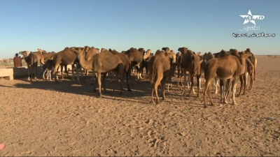 Kounouz mina sahrae 28-01-2023 - كنوز من الصحراء