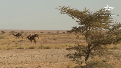 Kounouz mina sahrae 10-01-2023 - Kounouz mina sahrae