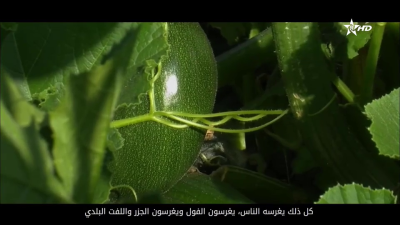 Tamgra n wakal 03-06-2023 - ⵜⴰⵎⴳⵔⴰ ⵏ ⵡⴰⴽⴰⵍ